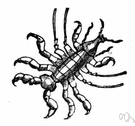 genus Cyamus - whale lice