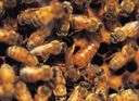 Africanized honey bee - a strain of bees that originated in Brazil in the 1950s as a cross between an aggressive African bee and a honeybee