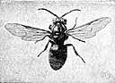 genus Vespula - sometimes considered a subgenus of Vespa: social wasps