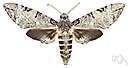 Manduca quinquemaculata - moth whose larvae are tomato hornworms