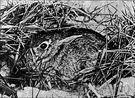 order Lagomorpha - rabbits