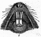 Geomys bursarius - gopher of chiefly grasslands of central North America