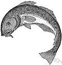 Alaska cod - closely related to Atlantic cod