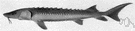 Acipenser transmontanus - food and game fish of marine and fresh waters of northwestern coast of North America