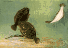 Paralichthys dentatus - flounder of eastern coast of North America