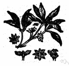 anise tree - any of several evergreen shrubs and small trees of the genus Illicium