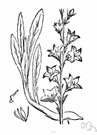 rampion bellflower - bellflower of Europe and Asia and North Africa having bluish flowers and an edible tuberous root used with the leaves in salad