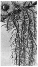 Usnea barbata - greenish grey pendulous lichen growing on trees