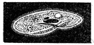 Animalculum - microscopic organism such as an amoeba or paramecium
