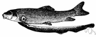 sea lamprey - large anadromous lamprey sometimes used as food