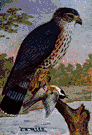 Falco columbarius - small falcon of Europe and America having dark plumage with black-barred tail
