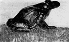 robber frog - of southwest United States and Mexico