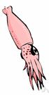 Cephalopoda - octopuses