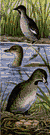Podilymbus podiceps - American grebe having a black-banded whitish bill