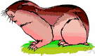 Marmota monax - reddish brown North American marmot