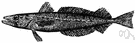 silver hake - found off Atlantic coast of North America