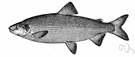 genus Coregonus - type genus of the Coregonidae: whitefishes