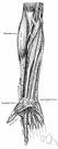 vena ulnaris - any of several veins of the forearm