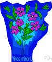 genus Vinca