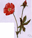 Malvastrum coccineum - false mallow of western United States having racemose red flowers