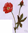 Sphaeralcea coccinea - false mallow of western United States having racemose red flowers