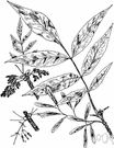 white ash - spreading American ash with leaves pale green or silvery beneath and having hard brownish wood