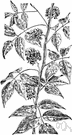 Apios tuberosa - a North American vine with fragrant blossoms and edible tubers