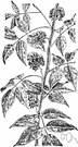 Indian potato - a North American vine with fragrant blossoms and edible tubers