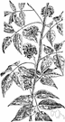 wild bean - a North American vine with fragrant blossoms and edible tubers