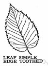 simple leaf - a leaf that is not divided into parts
