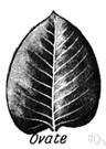 ovate leaf - an egg-shaped leaf with the broader end at the base