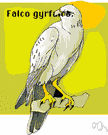 Falco - a genus of Falconidae