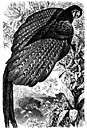 genus Argusianus - argus pheasants