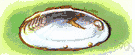 family Ancylidae - freshwater gastropod