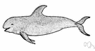 Grampus griseus - slaty-grey blunt-nosed dolphin common in northern seas
