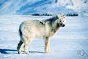 white wolf - wolf of Arctic North America having white fur and a black-tipped tail
