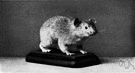 Ochotona princeps - North American pika