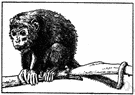 howler monkey - monkey of tropical South American forests having a loud howling cry