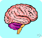 mamillary body - one of two small round structures on the undersurface of the brain that form the terminals of the anterior arches of the fornix