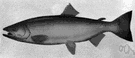 silver salmon - fatty pinkish flesh of small salmon caught in the Pacific and Great Lakes