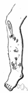 Sphacelus - the localized death of living cells (as from infection or the interruption of blood supply)