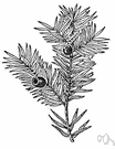 Torreya - nutmeg-yews