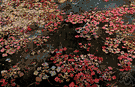 Trapaceae - family comprising solely the genus Trapa