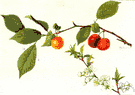 American red plum - wild plum trees of eastern and central North America having red-orange fruit with yellow flesh