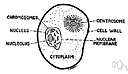 mononuclear - having only one nucleus