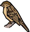 true sparrow - any of several small dull-colored singing birds feeding on seeds or insects
