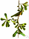 Geothlypis - yellowthroats