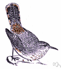 Xenicus gilviventris - short-tailed bird resembling a wren