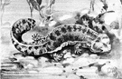 Megalobatrachus maximus - large (up to more than three feet) edible salamander of Asia