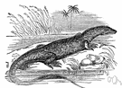 varan - any of various large tropical carnivorous lizards of Africa and Asia and Australia
